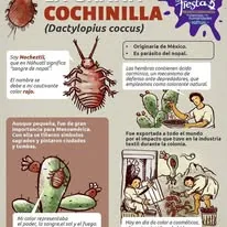 Cochinilla