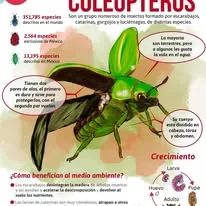 Coleópteros