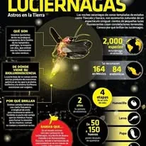 Luciérnagas