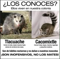 Imagen educativa de tlacuache y cacomiztle