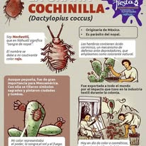 Infografía sobre cochinilla y nopal