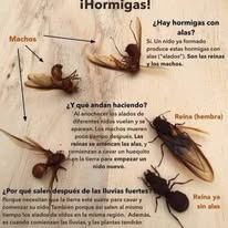Infografía sobre no aplastar cucarachas